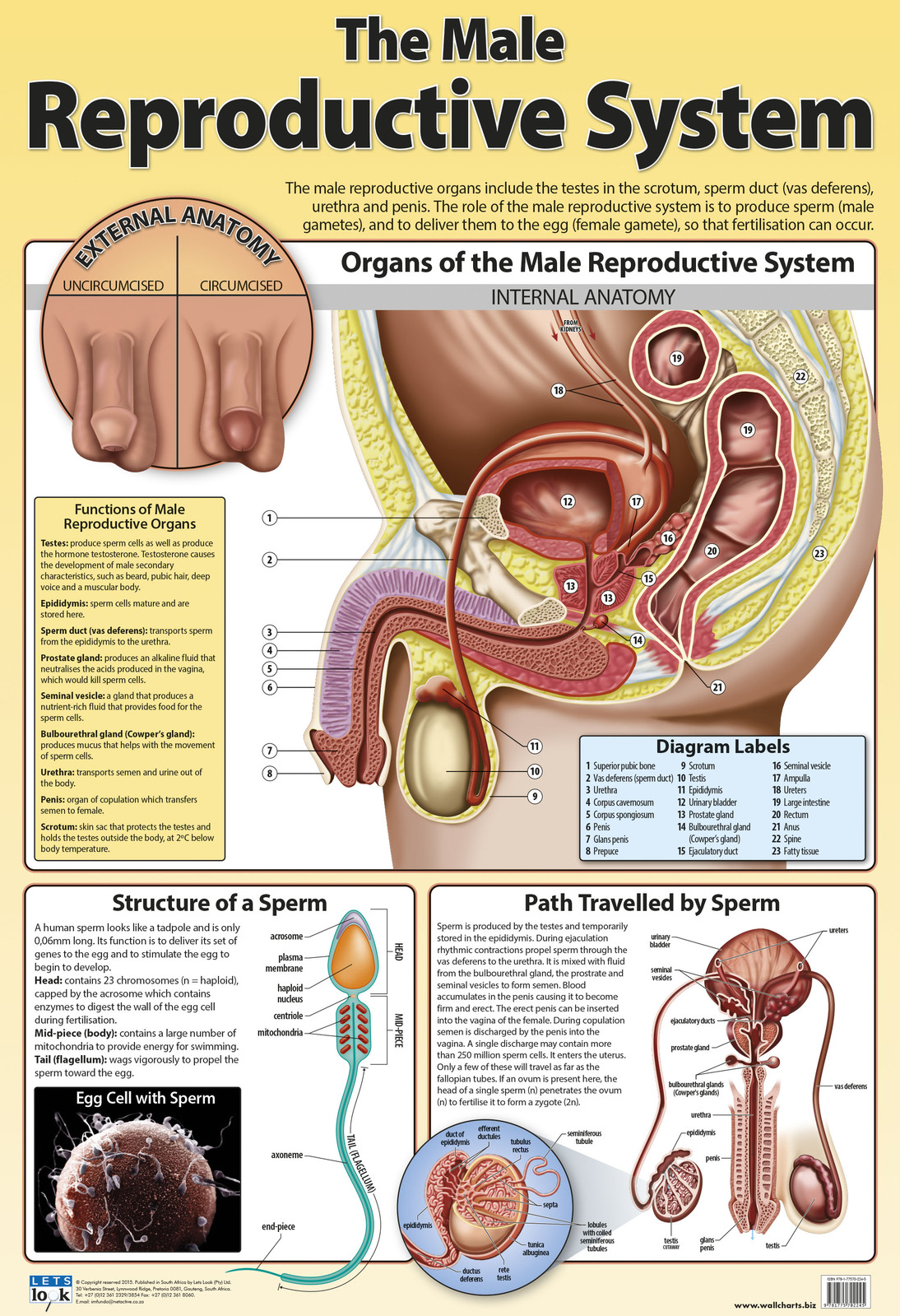 The Male Reproductive System Lets Look 0666