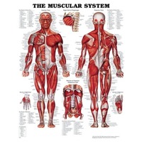 Muscular and Skeletal system charts 