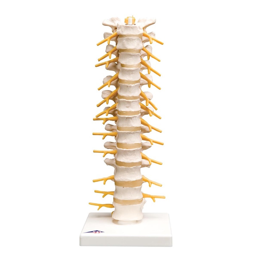 Anatomical Thoracic Spinal Column Model 5688
