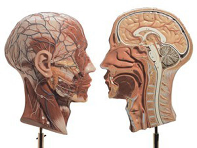 Half of the Head | Somso Human Half Head Model