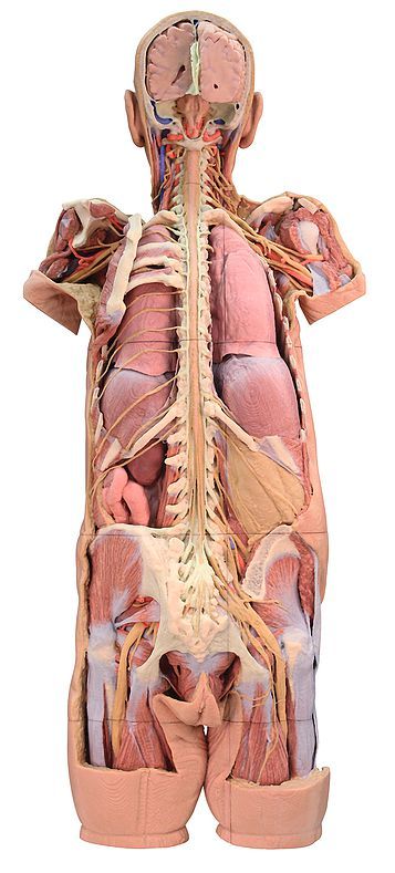 Anatomical Model Nervous System Dissection