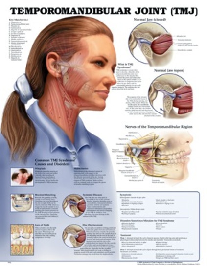 Anatomical Temporomandibular Joint (TMJ) Chart