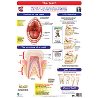 Anatomical Charts for Children - Body Organs