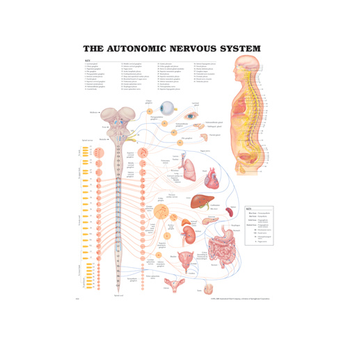 Anatomical Nervous System Chart