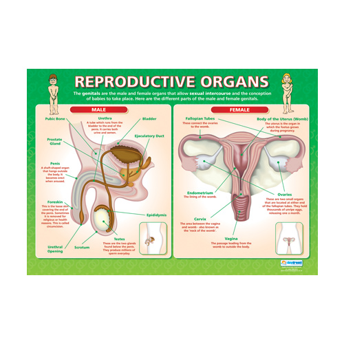 Personal, Social and Health School Chart - Reproductive Organs