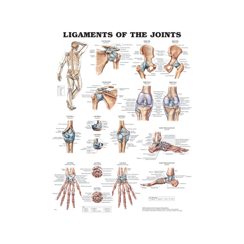 Anatomical Chart- Ligaments of the Joints